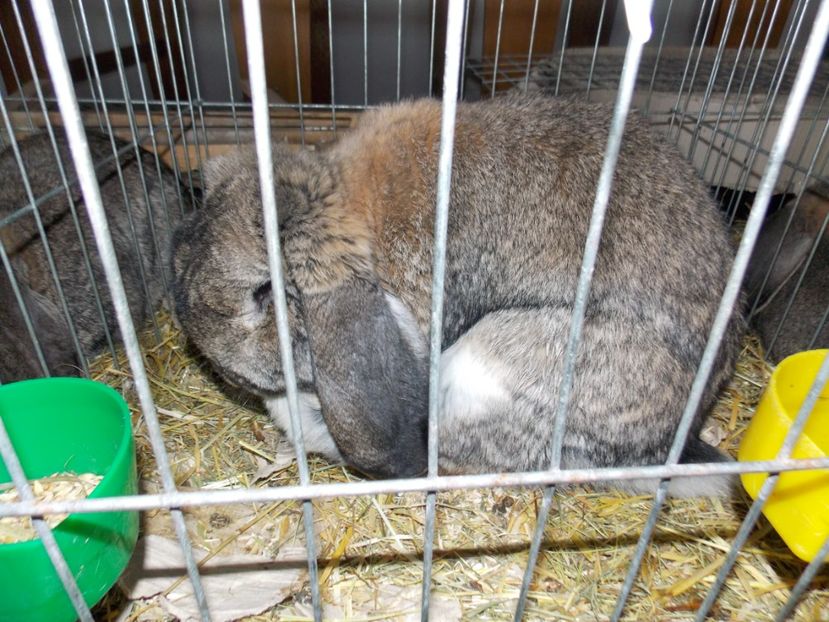  - EXPO-2020-MIERCUREA CIUC