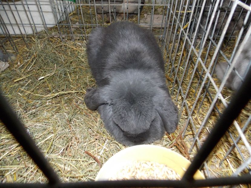  - EXPO-2020-MIERCUREA CIUC