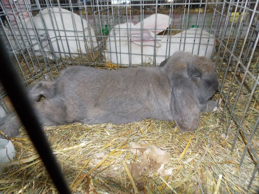  - EXPO-2020-MIERCUREA CIUC