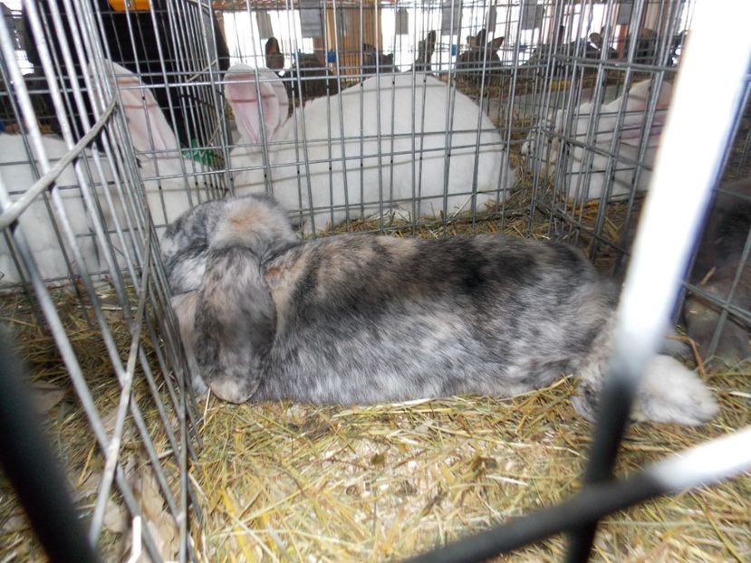  - EXPO-2020-MIERCUREA CIUC