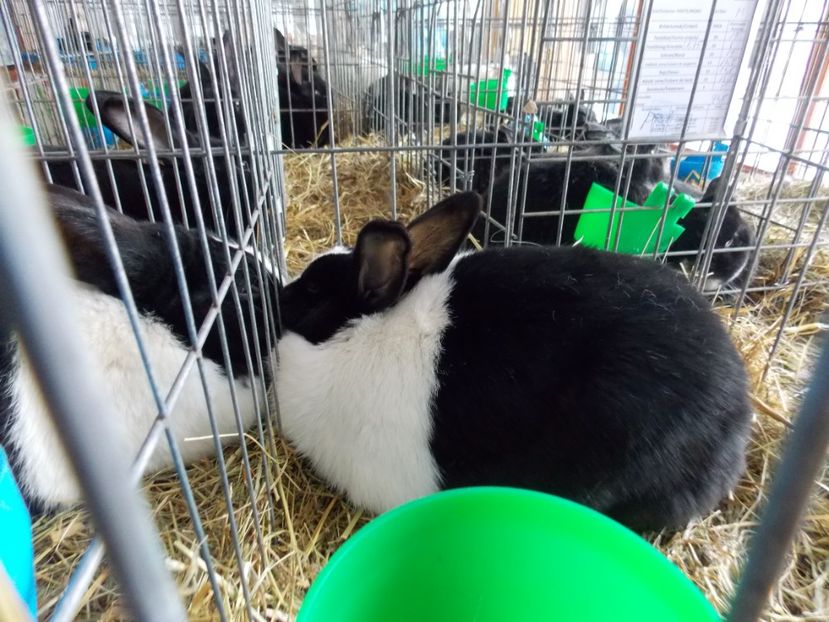  - EXPO-2020-MIERCUREA CIUC