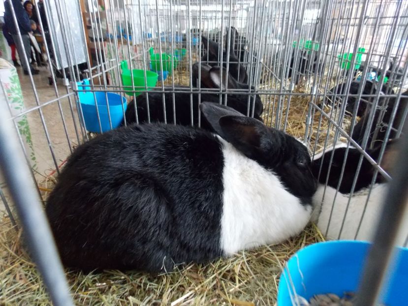  - EXPO-2020-MIERCUREA CIUC