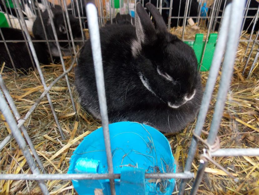  - EXPO-2020-MIERCUREA CIUC