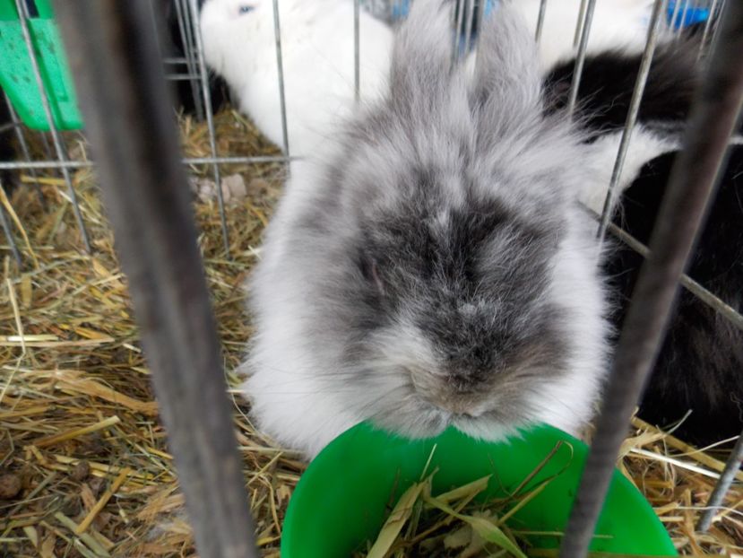  - EXPO-2020-MIERCUREA CIUC