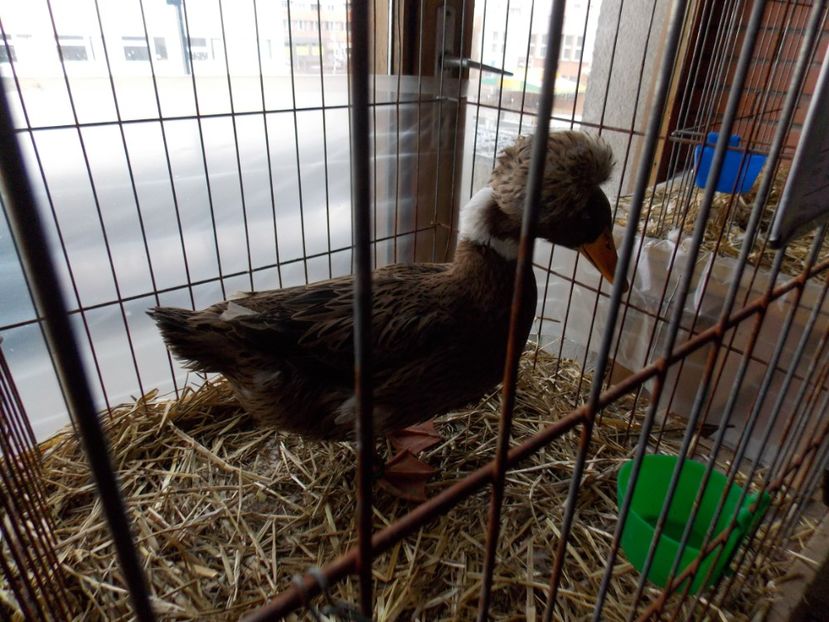  - EXPO-2020-MIERCUREA CIUC