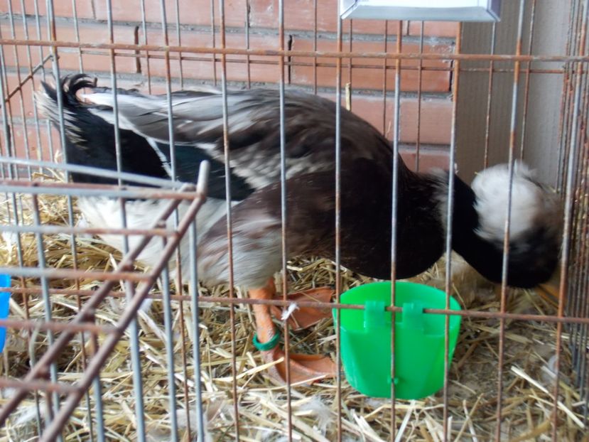  - EXPO-2020-MIERCUREA CIUC