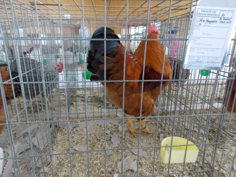  - EXPO-2020-MIERCUREA CIUC