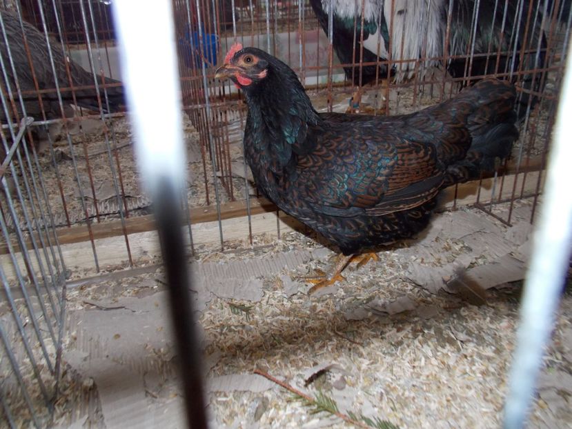  - EXPO-2020-MIERCUREA CIUC