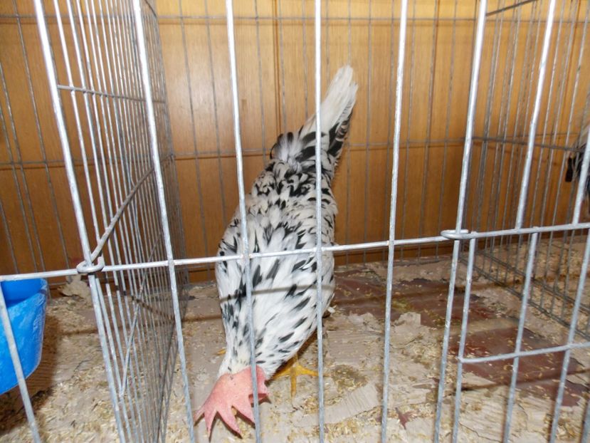  - EXPO-2020-MIERCUREA CIUC