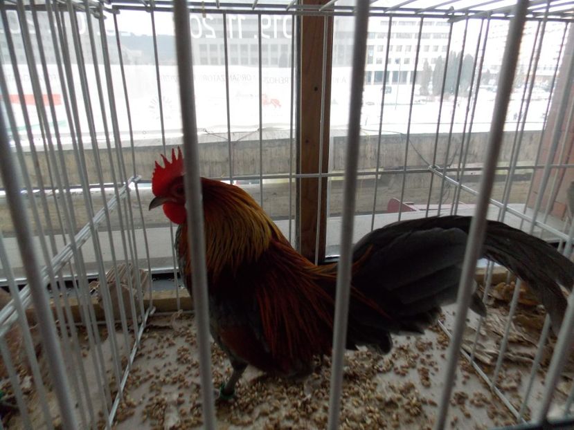  - EXPO-2020-MIERCUREA CIUC