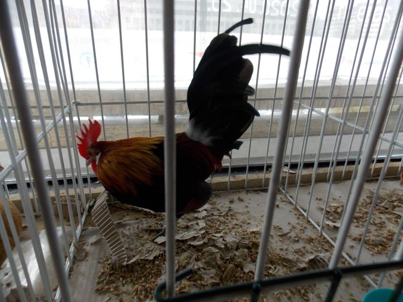  - EXPO-2020-MIERCUREA CIUC