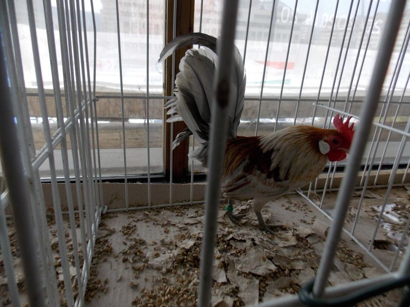  - EXPO-2020-MIERCUREA CIUC