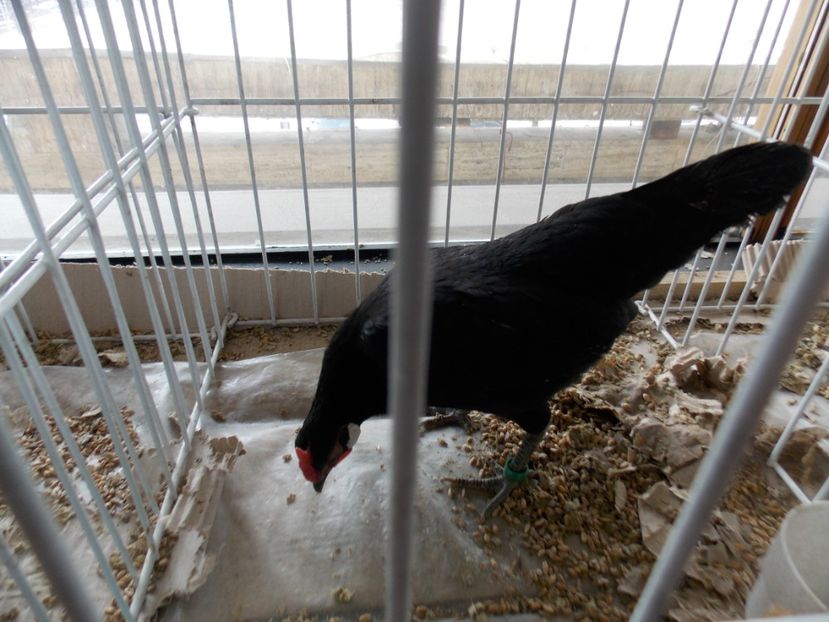  - EXPO-2020-MIERCUREA CIUC