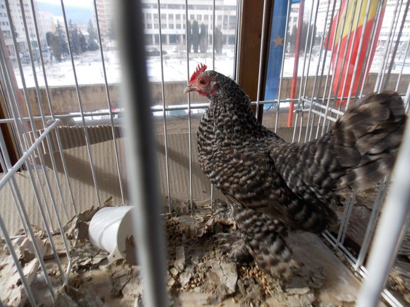  - EXPO-2020-MIERCUREA CIUC