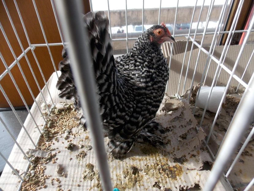  - EXPO-2020-MIERCUREA CIUC