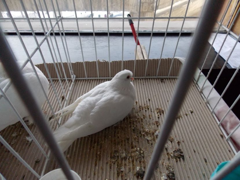  - EXPO-2020-MIERCUREA CIUC