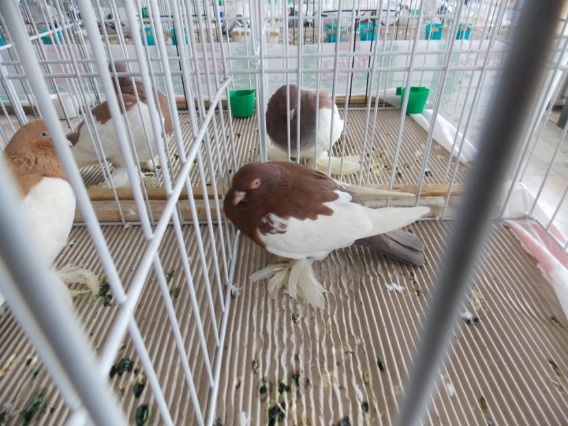  - EXPO-2020-MIERCUREA CIUC