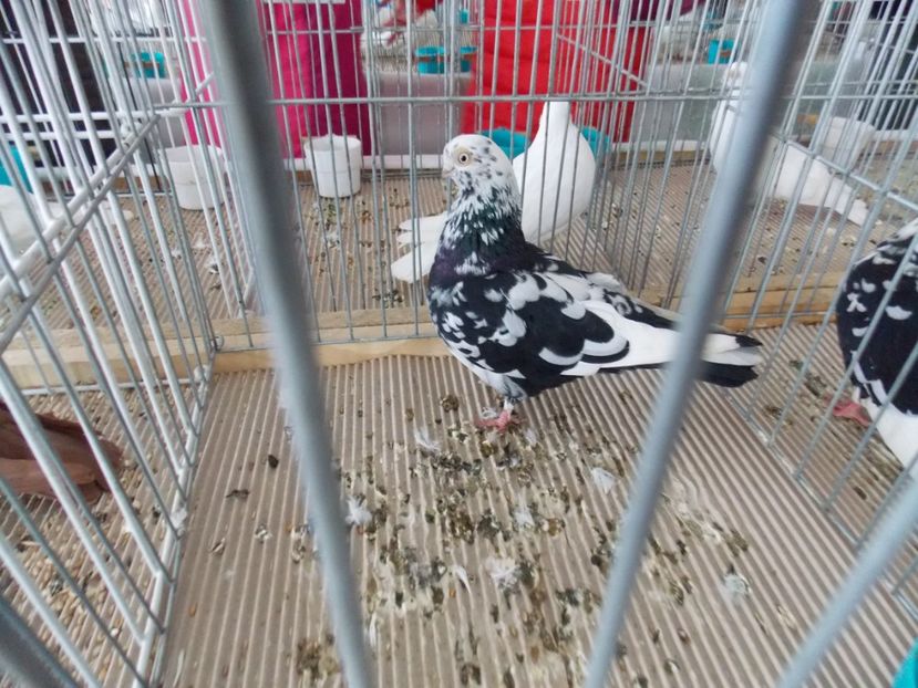  - EXPO-2020-MIERCUREA CIUC