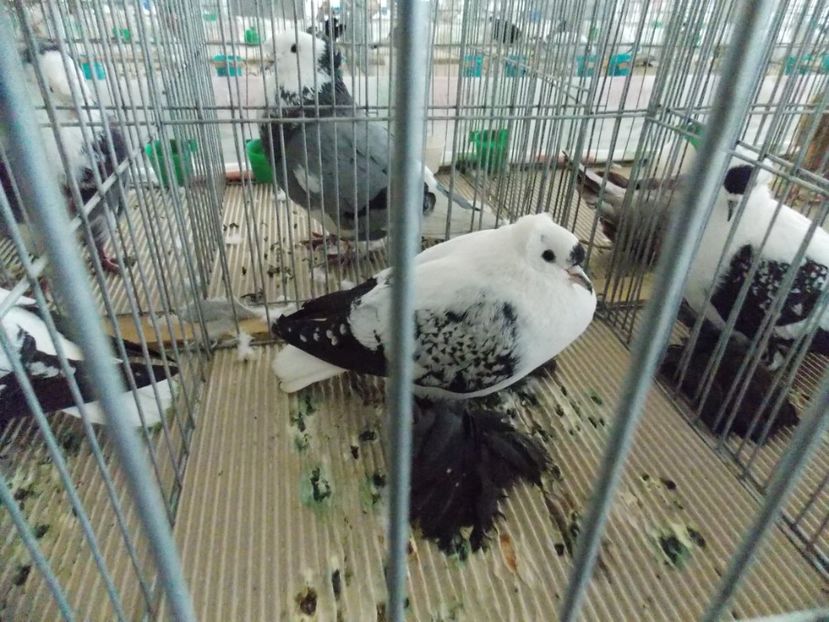  - EXPO-2020-MIERCUREA CIUC