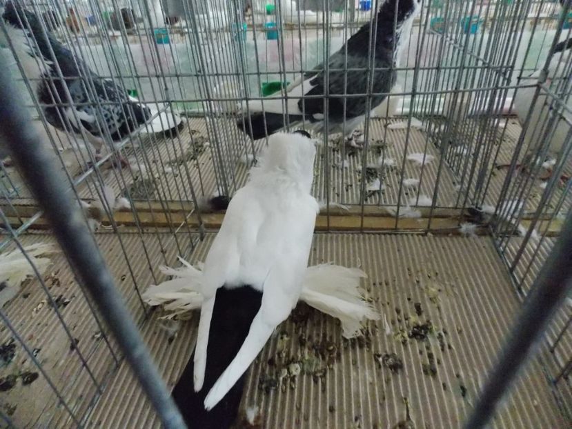  - EXPO-2020-MIERCUREA CIUC