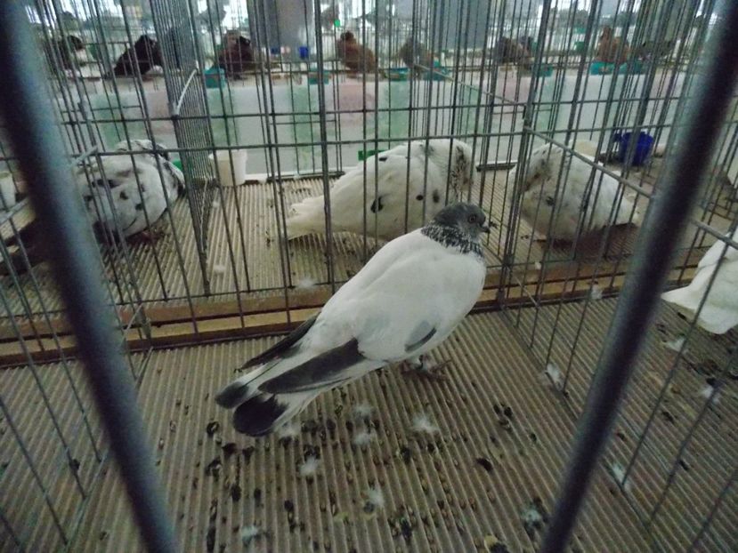  - EXPO-2020-MIERCUREA CIUC