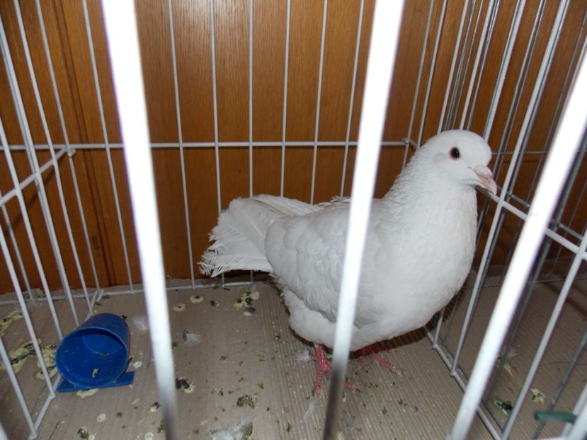  - EXPO-2020-MIERCUREA CIUC