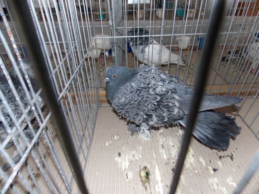  - EXPO-2020-MIERCUREA CIUC