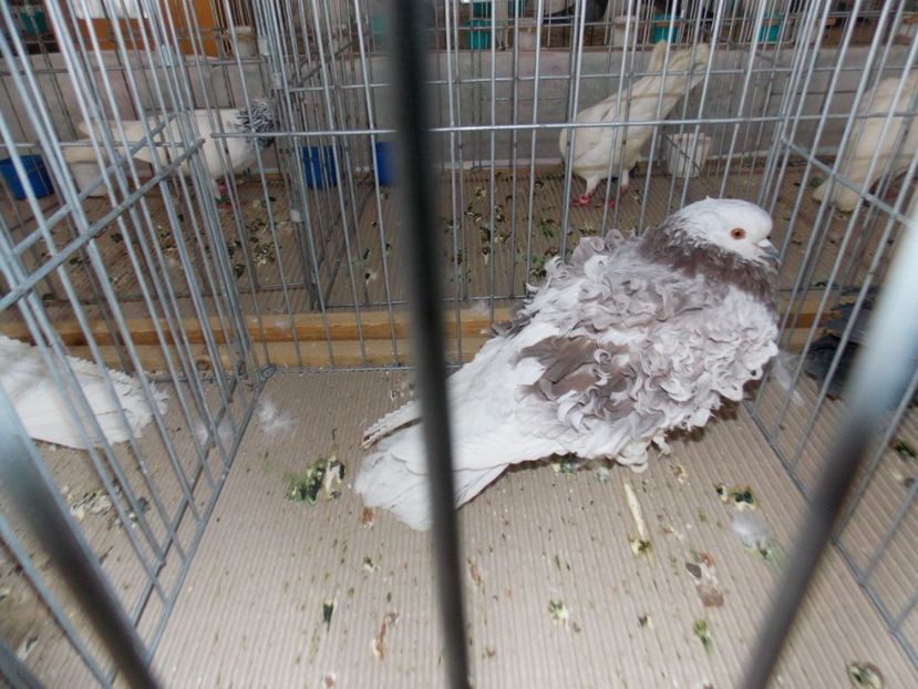  - EXPO-2020-MIERCUREA CIUC