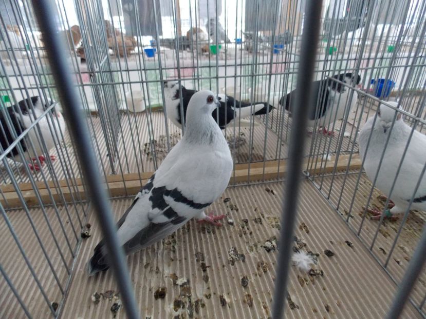  - EXPO-2020-MIERCUREA CIUC