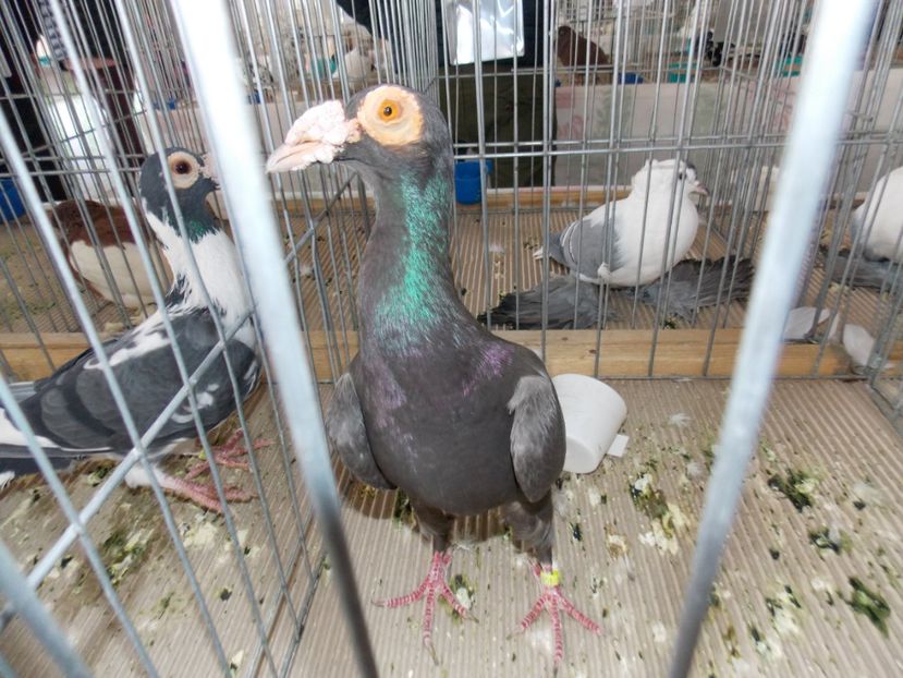  - EXPO-2020-MIERCUREA CIUC