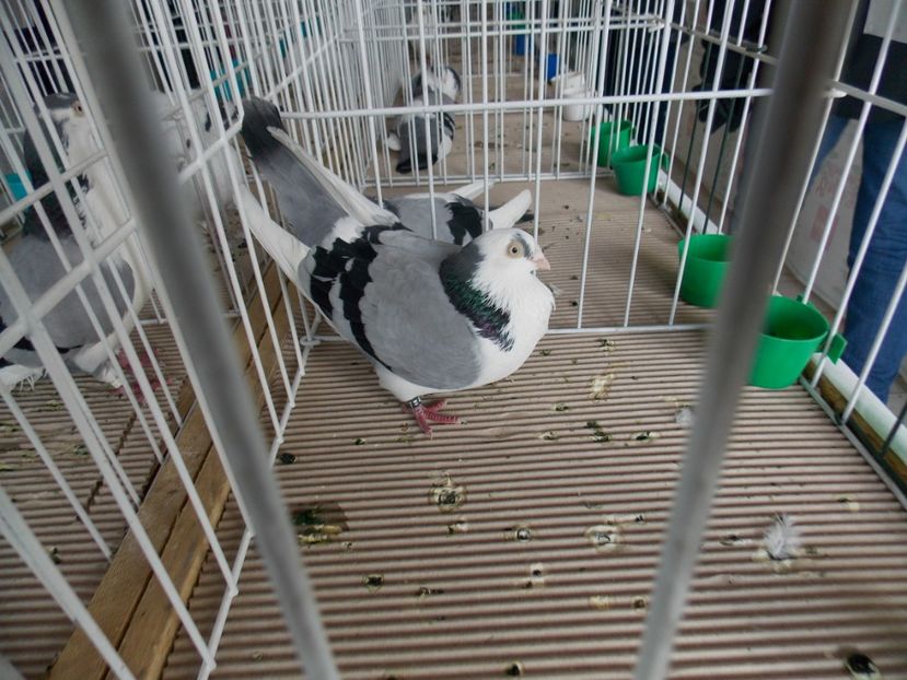  - EXPO-2020-MIERCUREA CIUC