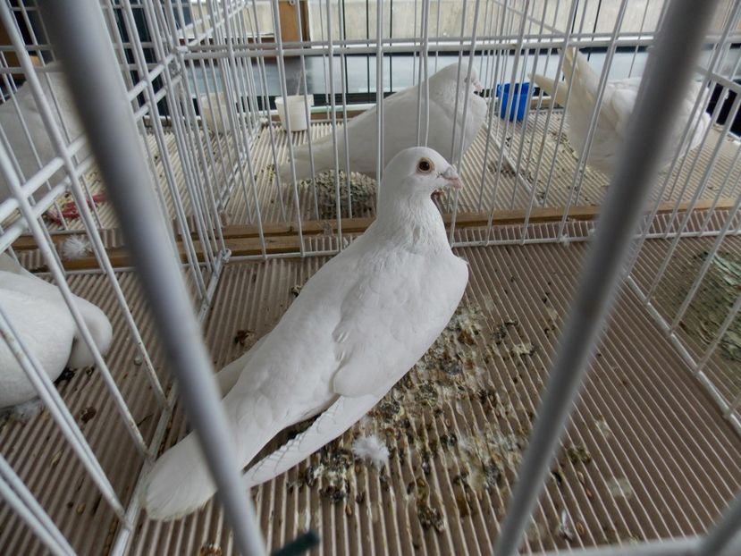  - EXPO-2020-MIERCUREA CIUC