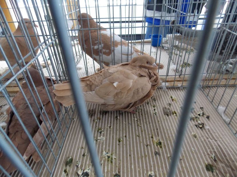  - EXPO-2020-MIERCUREA CIUC