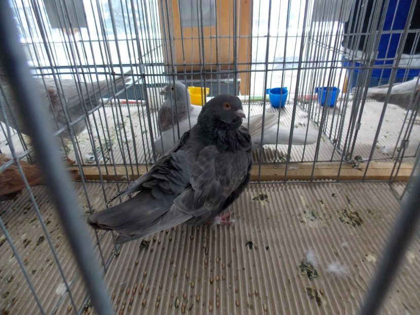  - EXPO-2020-MIERCUREA CIUC