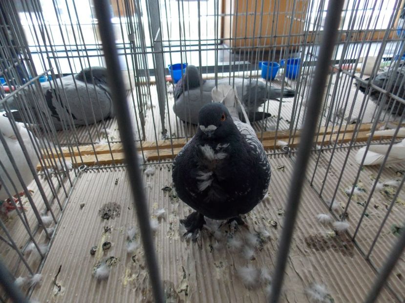  - EXPO-2020-MIERCUREA CIUC