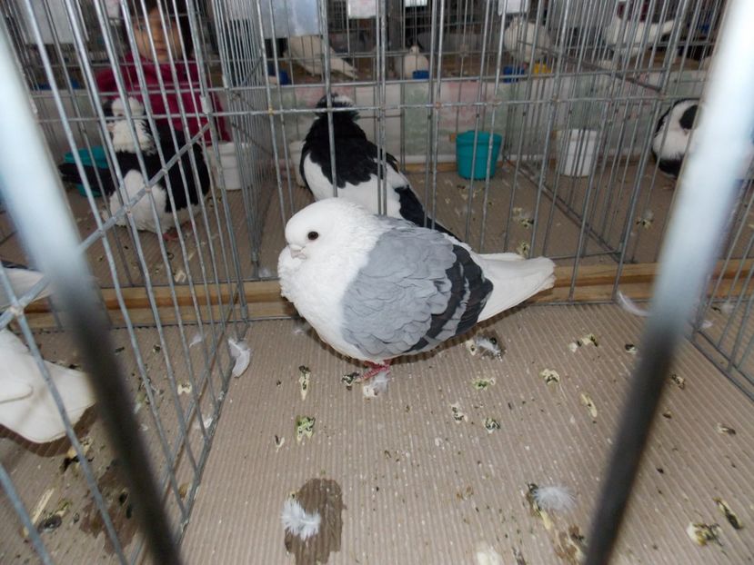  - EXPO-2020-MIERCUREA CIUC