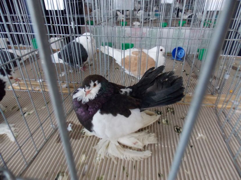  - EXPO-2020-MIERCUREA CIUC