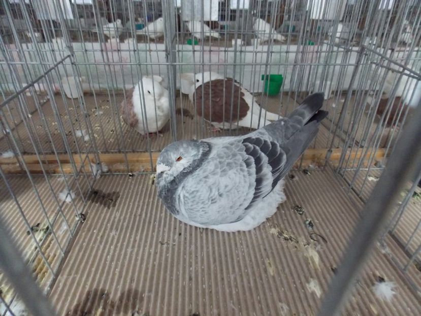  - EXPO-2020-MIERCUREA CIUC