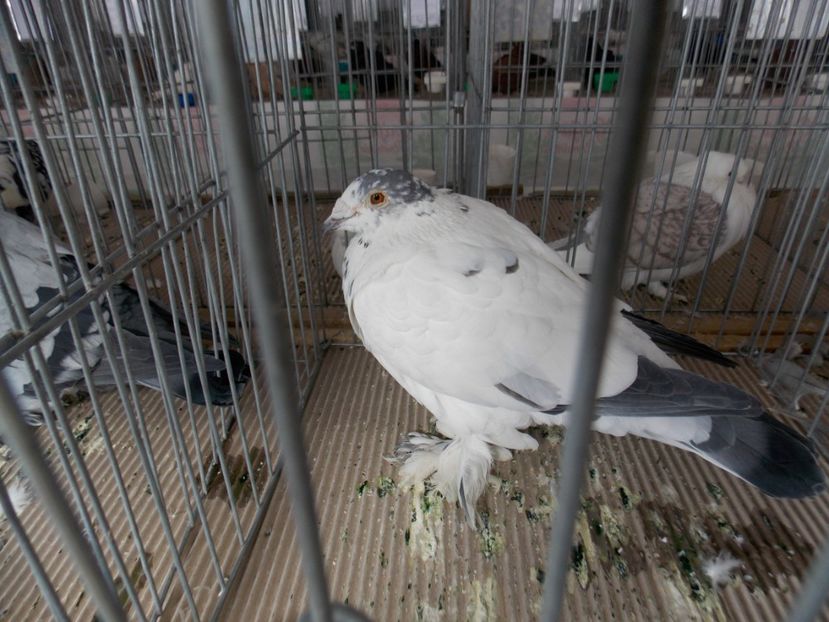  - EXPO-2020-MIERCUREA CIUC