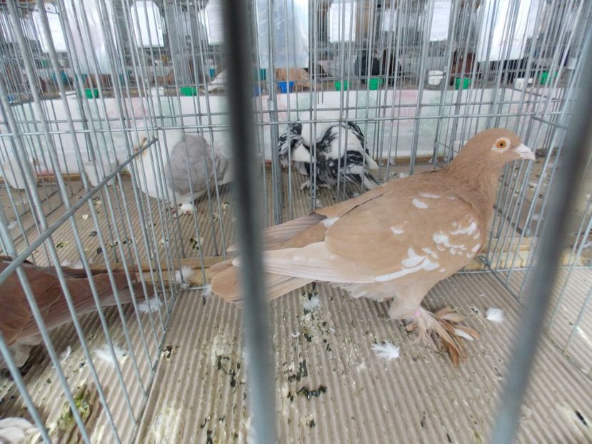  - EXPO-2020-MIERCUREA CIUC