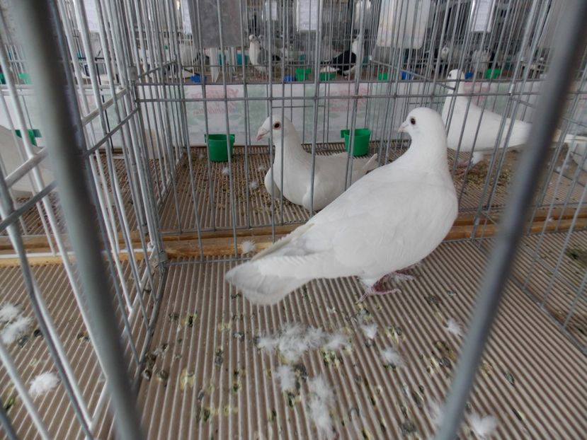  - EXPO-2020-MIERCUREA CIUC