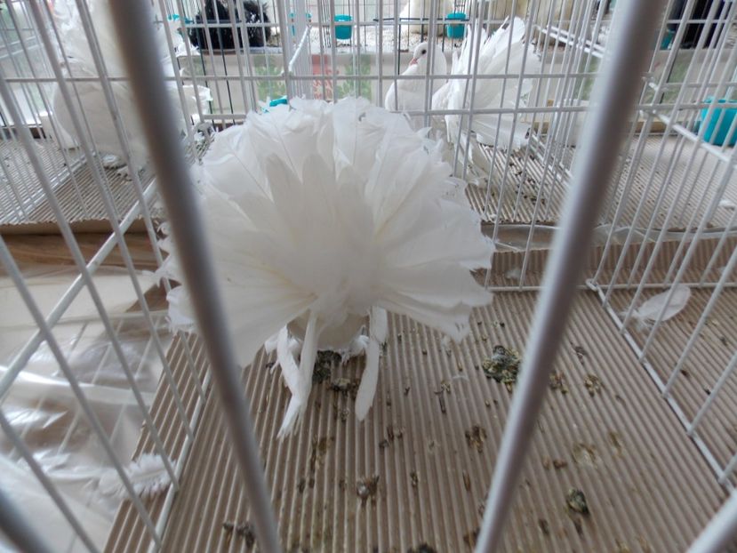  - EXPO-2020-MIERCUREA CIUC