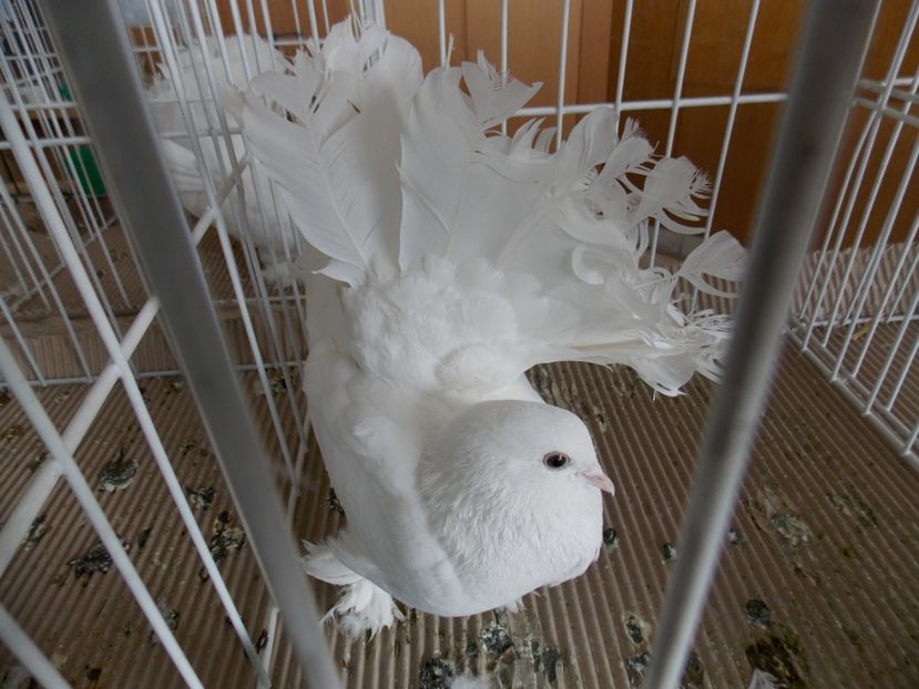  - EXPO-2020-MIERCUREA CIUC