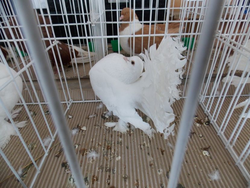  - EXPO-2020-MIERCUREA CIUC