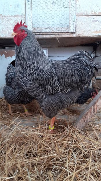  - PLYMOUTH ROCK BARAT F 3 -2020