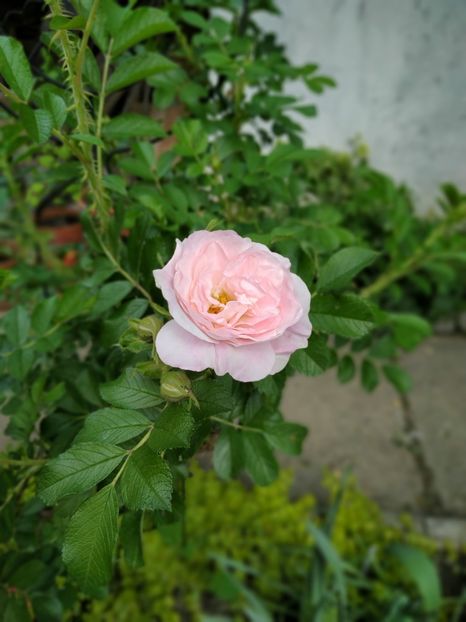  - Rosa rugosa Ritausma