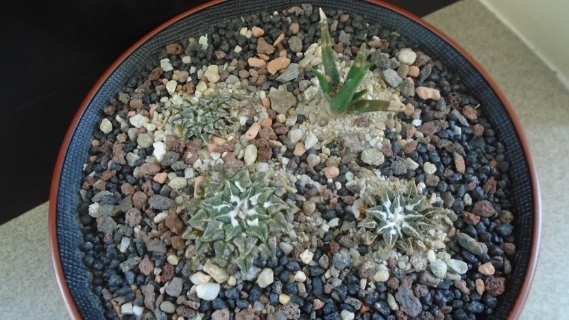 Grup de 4 Ariocarpus - Cactusi 2020 evolutie