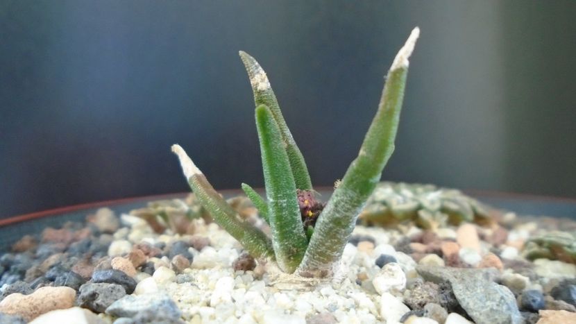 Ariocarpus agavoides ssp. sanluisensis - Cactusi 2020 evolutie
