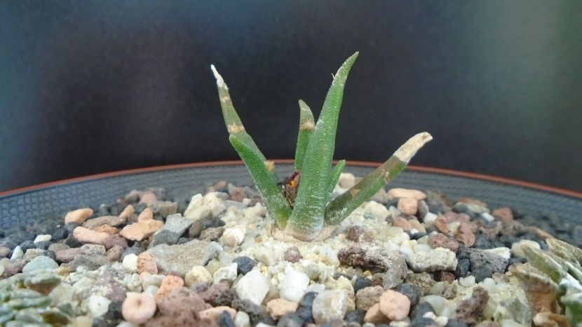 Ariocarpus agavoides ssp. sanluisensis - Cactusi 2020 evolutie