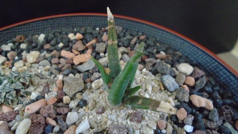 Ariocarpus agavoides ssp. sanluisensis - Cactusi 2020 - catalogare 3
